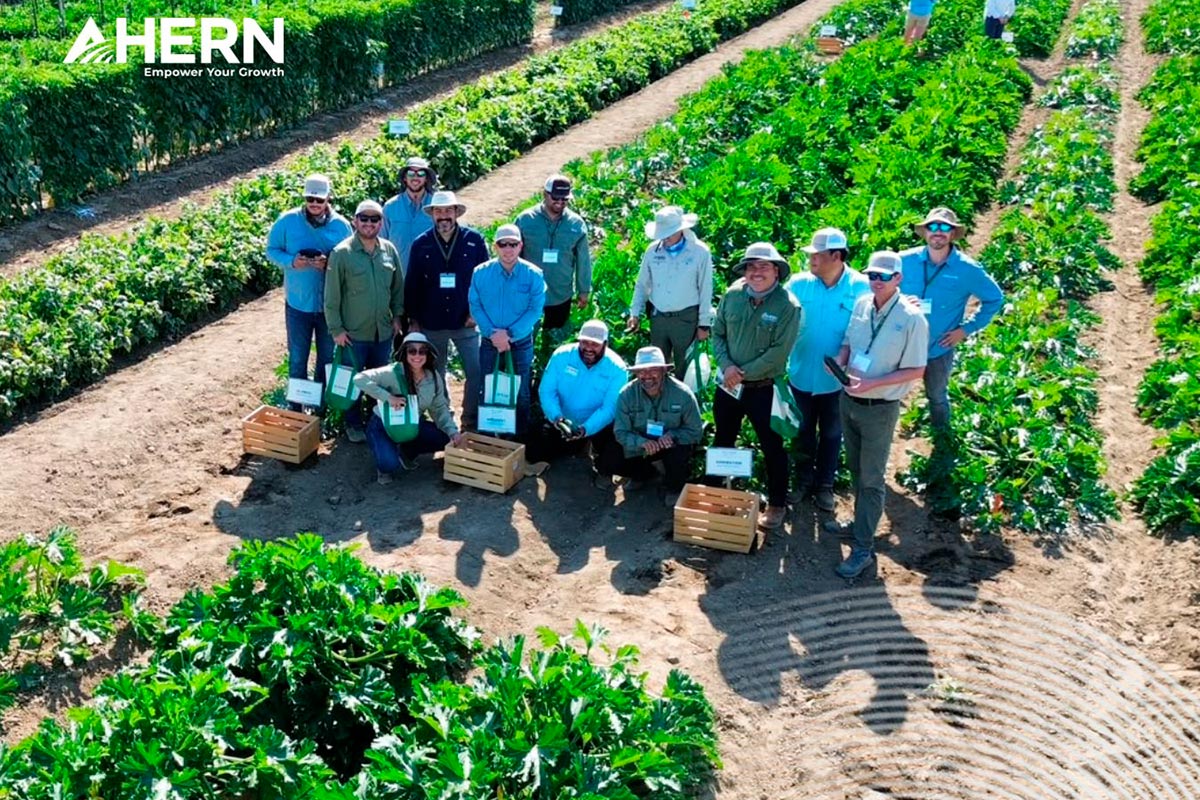 Ahern-Seeds_MX1__6acd33df232720ae10b573ad_1